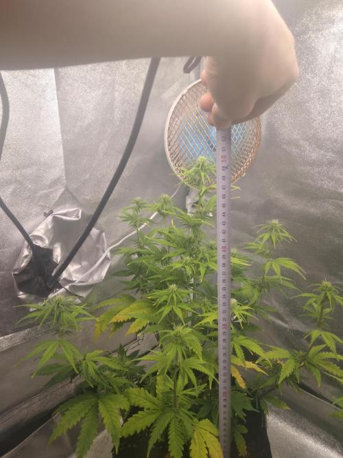 Gorilla Zkittlez Auto R4. Week 6