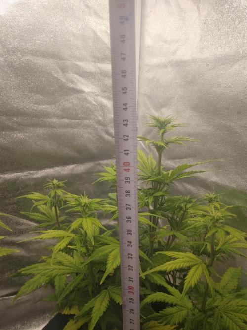 Gorilla Zkittlez Auto R4. Week 6