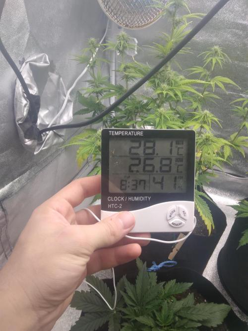 Gorilla Zkittlez Auto R4. Week 6