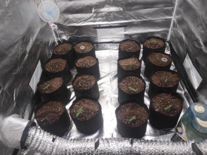 AK-47 AUTO R8. Week 0