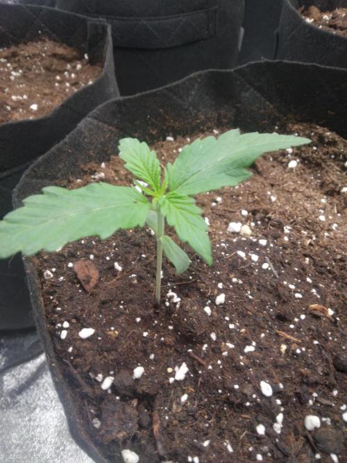 AK-47 AUTO R8. Week 0