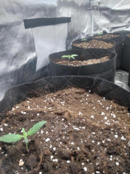 AK-47 AUTO R8. Week 0