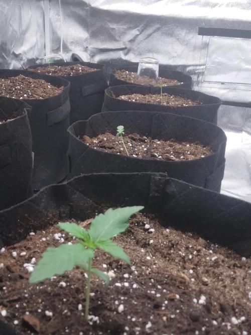 AK-47 AUTO R8. Week 0