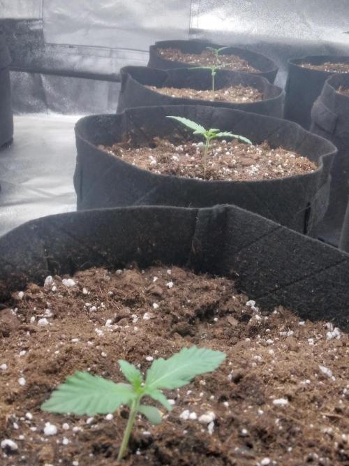 AK-47 AUTO R8. Week 0