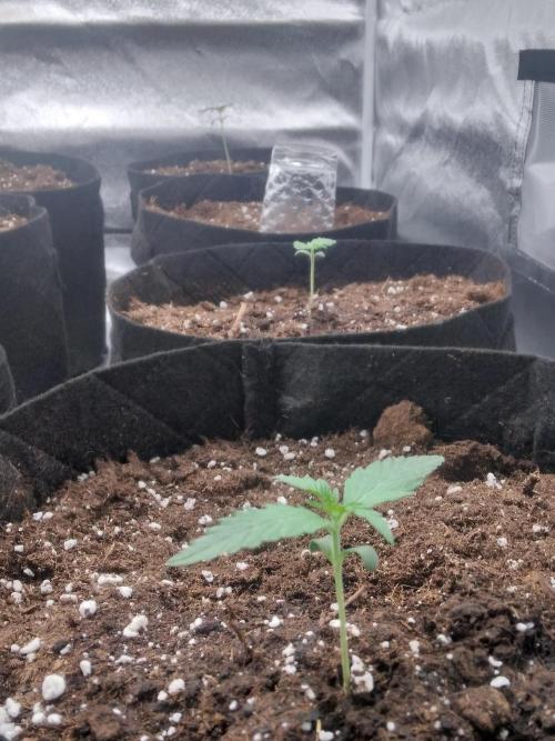 AK-47 AUTO R8. Week 0