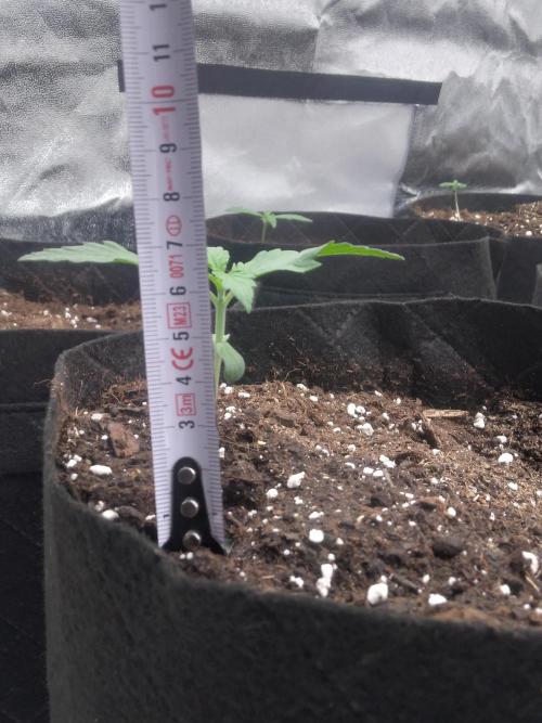 AK-47 AUTO R8. Week 0