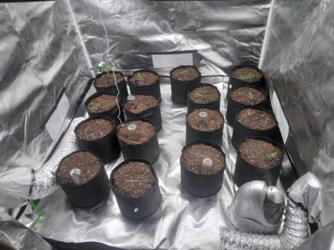 Northern Lights Auto R7. Week 0