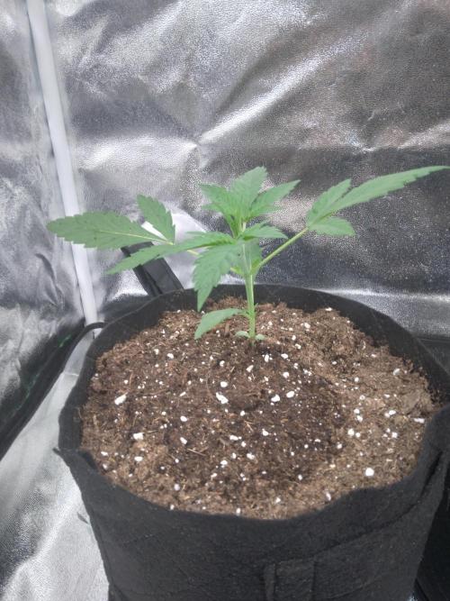 Northern Lights Auto R7. Week 0