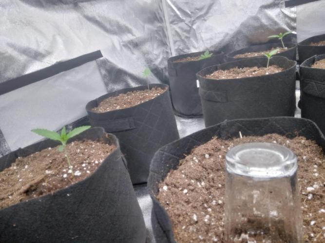 Northern Lights Auto R7. Week 0