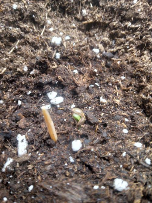 Northern Lights Auto R7. Week 0