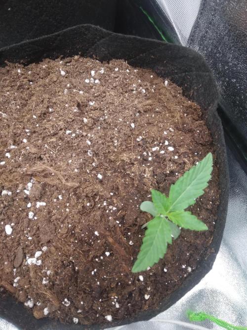 Northern Lights Auto R7. Week 0