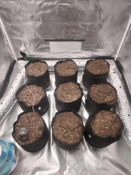 Gorilla Cookies R1-2-3. Week 0