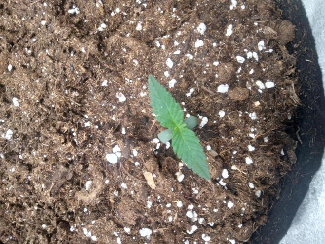 Gorilla Cookies R1-2-3. Week 0