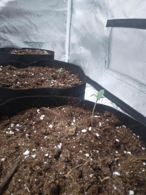 Gorilla Cookies R1-2-3. Week 0