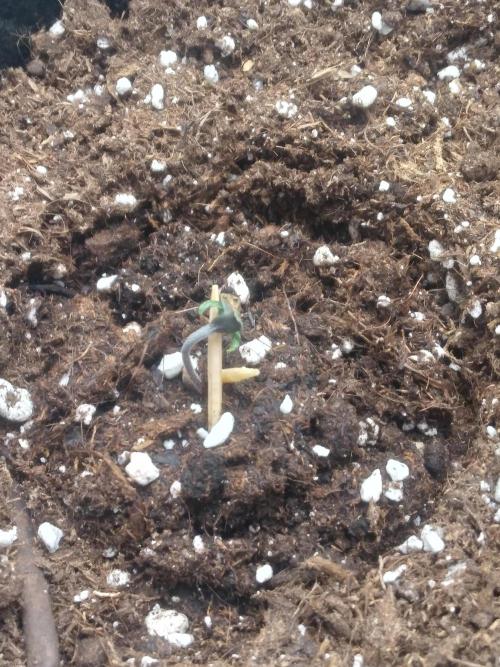 Gorilla Cookies R1-2-3. Week 0 - is it die?