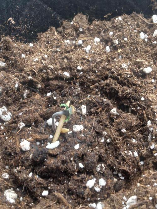 Gorilla Cookies R1-2-3. Week 0