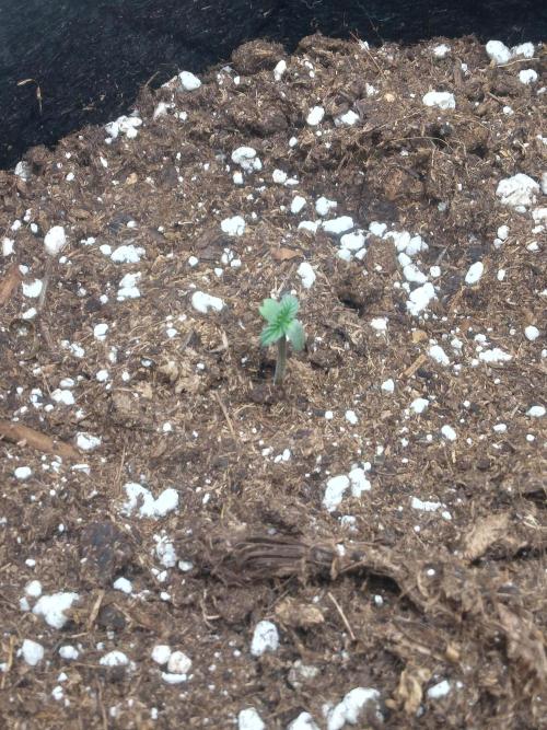 Gorilla Cookies R1-2-3. Week 0