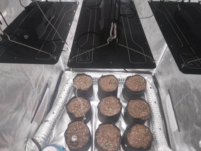 Gorilla Cookies R1-2-3. Week 0