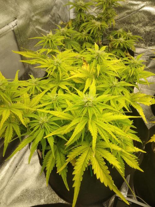 HELL OF THE KİNG R5-6. Week 7