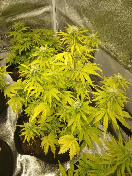 HELL OF THE KİNG R5-6. Week 7