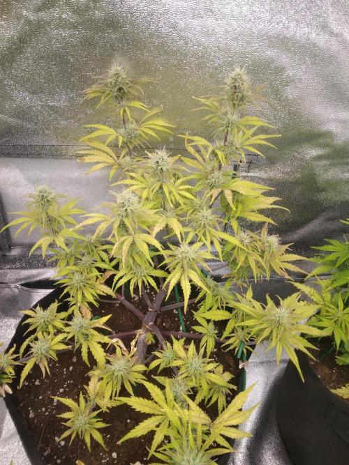 HELL OF THE KİNG R5-6. Week 7