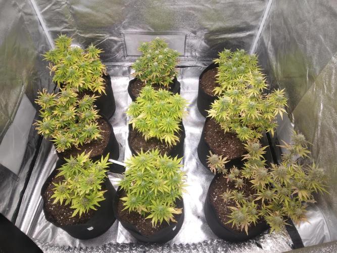 HELL OF THE KİNG R5-6. Week 8