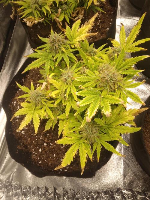 HELL OF THE KİNG R5-6. Week 8