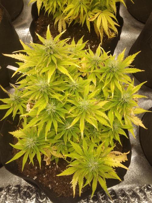 HELL OF THE KİNG R5-6. Week 8