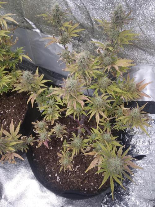 HELL OF THE KİNG R5-6. Week 8