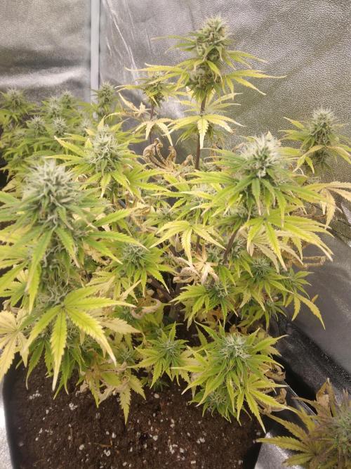 HELL OF THE KİNG R5-6. Week 8