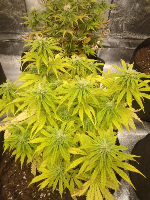 HELL OF THE KİNG R5-6. Week 8