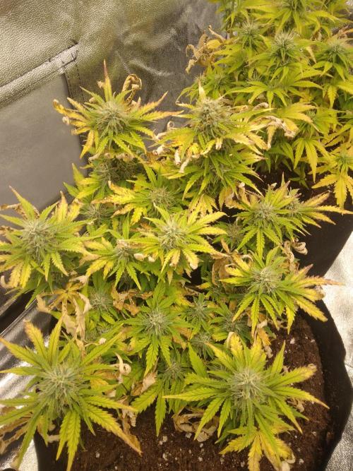 HELL OF THE KİNG R5-6. Week 8