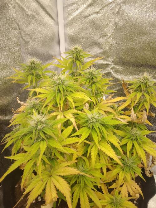 HELL OF THE KİNG R5-6. Week 8