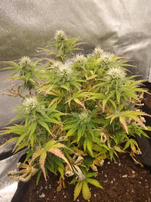 HELL OF THE KİNG R5-6. Week 8