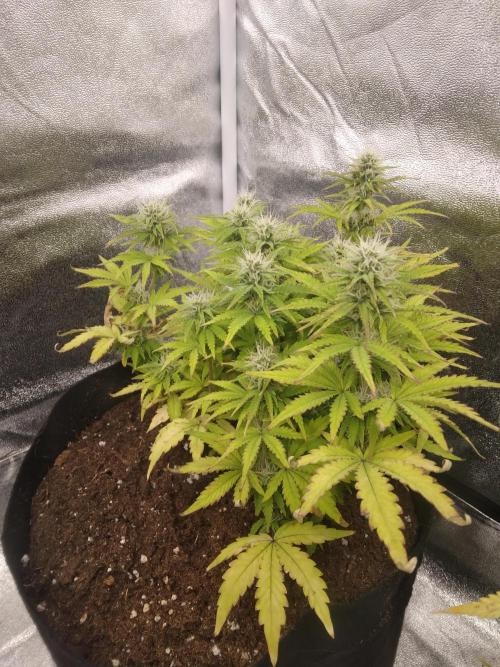 HELL OF THE KİNG R5-6. Week 8