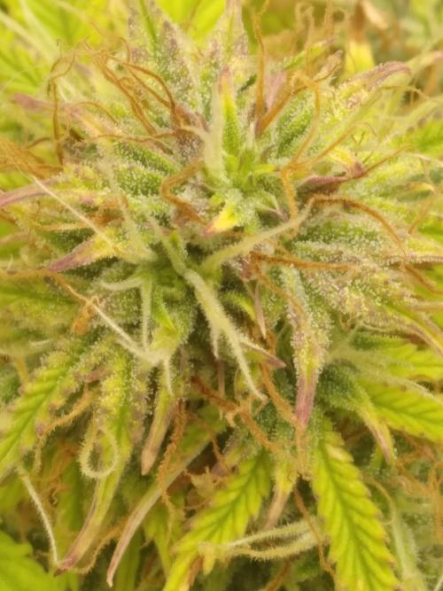 HELL OF THE KİNG R5-6. Week 8