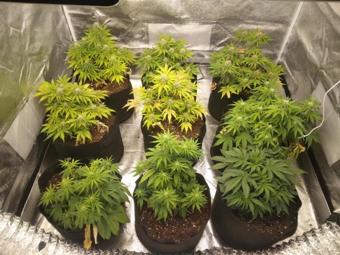 HELL OF THE KİNG R5-6. Week 8