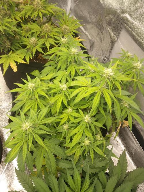 HELL OF THE KİNG R5-6. Week 8