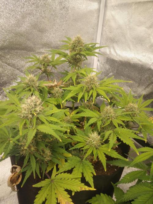 HELL OF THE KİNG R5-6. Week 8