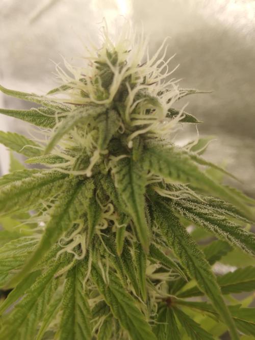 HELL OF THE KİNG R5-6. Week 8