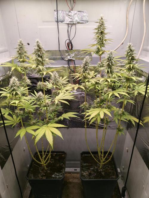 Wedding Cake. Week 10