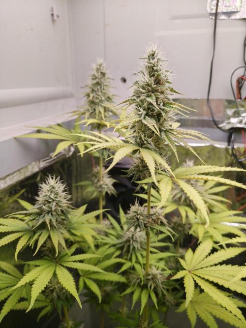 Wedding Cake. Week 10