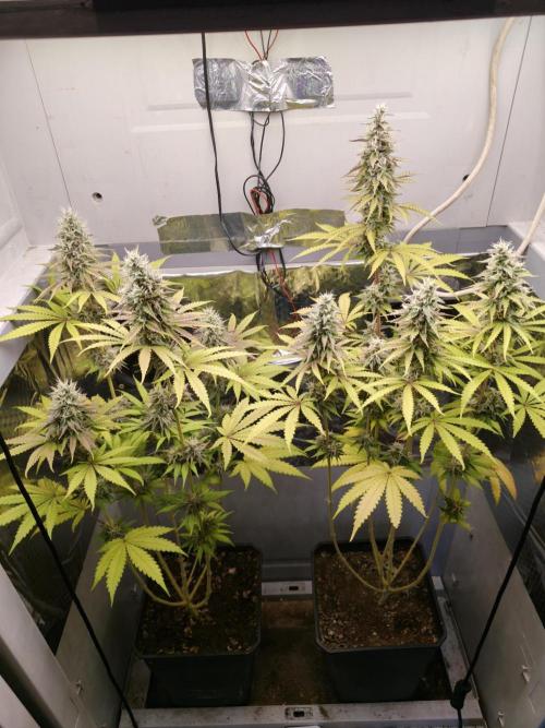 Wedding Cake. Week 11