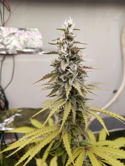 Wedding Cake. Week 11