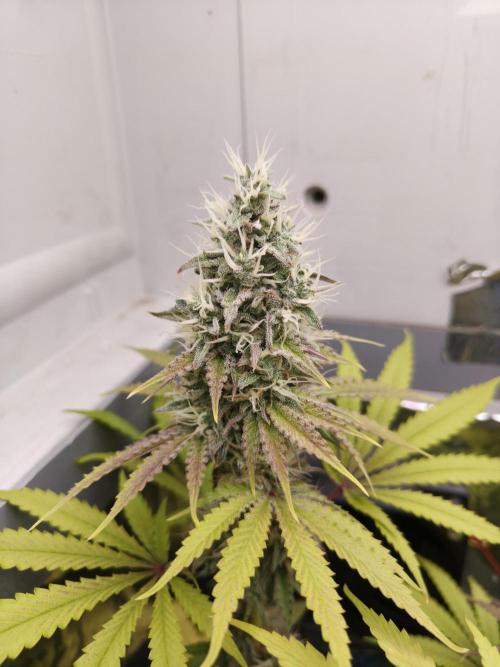 Wedding Cake. Week 11