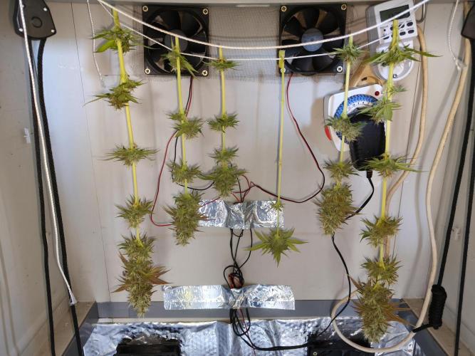 Wedding Cake. Week 11