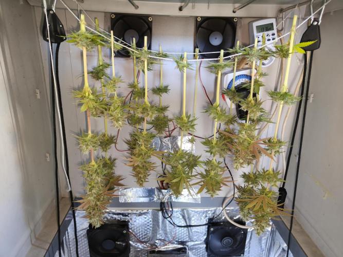 Wedding Cake. Week 11