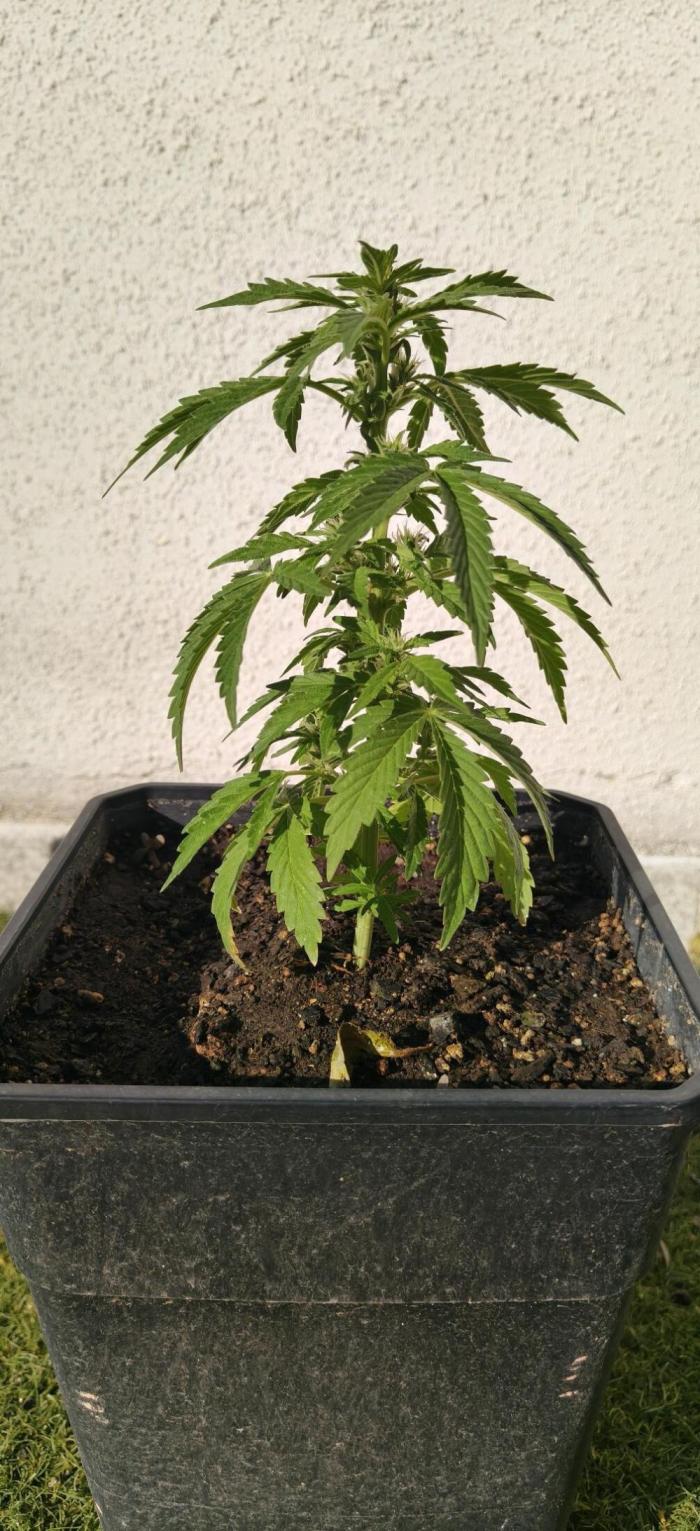 Anonima Superviviente.. Week 2 - Esta muchacha a salido de la nada.