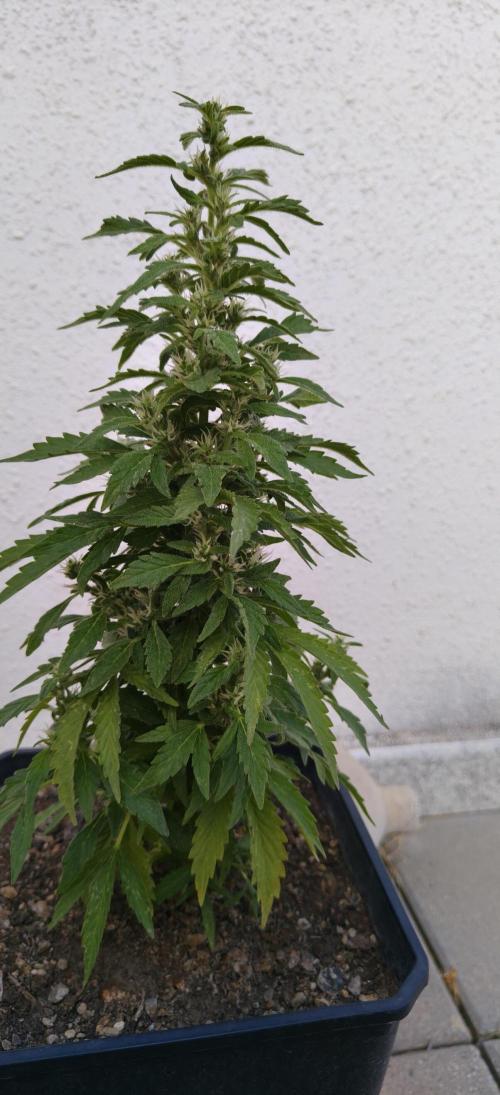Anonima Superviviente.. Week 5