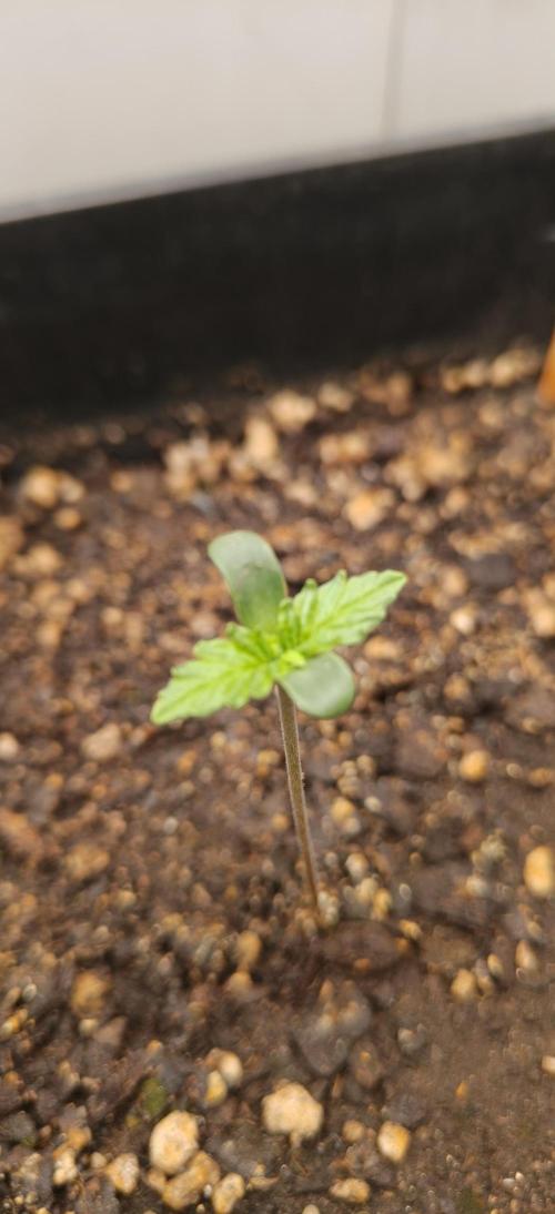 Special Kush 1 de Royal Queen Seeds. Week 1